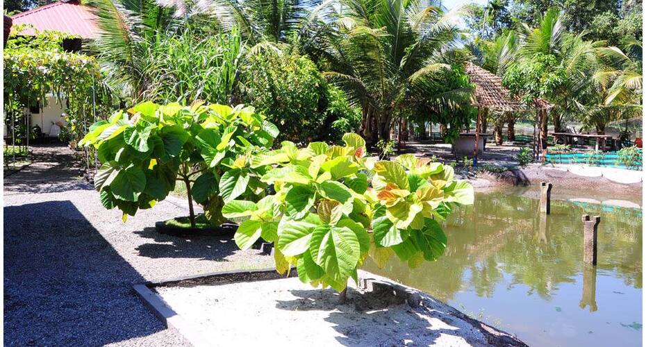 Alleppey Farm Cottage, Alleppey 5